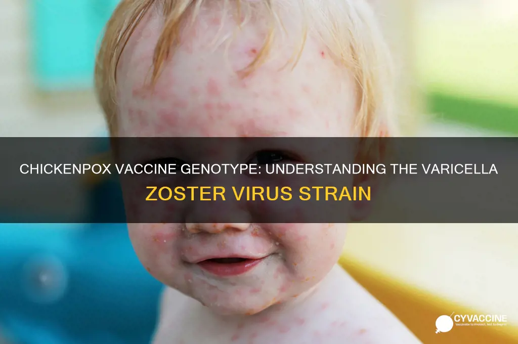 what genotype is the chickenpox from the vaccine