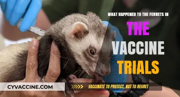 Ferrets in Vaccine Trials: Unraveling the Mystery of Their Fate