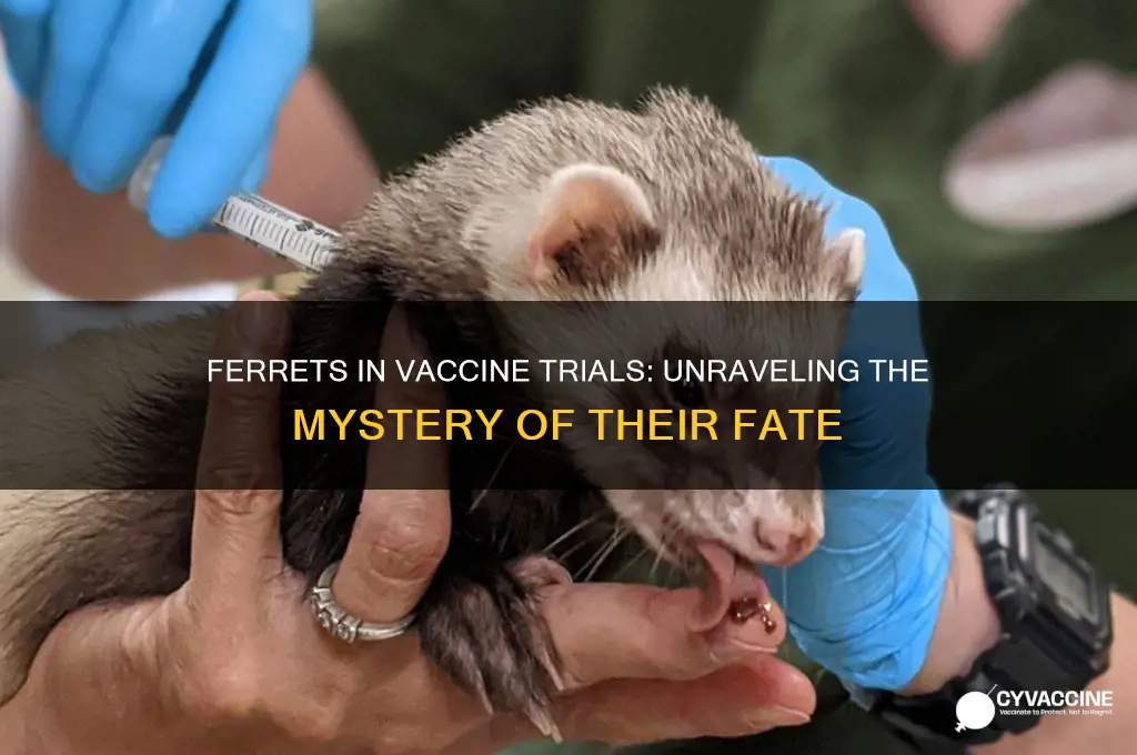 what happened to the ferrets in the vaccine trials
