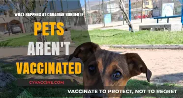Unvaccinated Pets at the Canadian Border: What to Expect