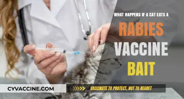 Cat Eats Rabies Vaccine Bait: Risks, Symptoms, and What to Do