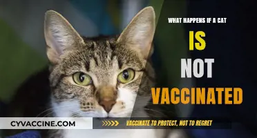 Unvaccinated Cats: Risks, Diseases, and Preventable Health Consequences Explained