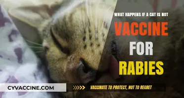 Unvaccinated Cats and Rabies: Risks, Consequences, and Prevention Explained