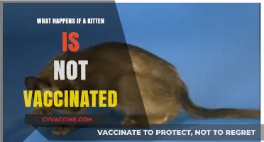 Unvaccinated Kittens: Risks, Diseases, and Preventable Tragedies Explained