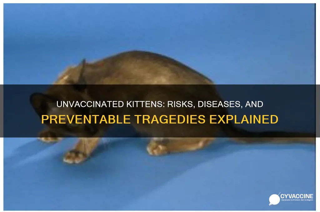 what happens if a kitten is not vaccinated