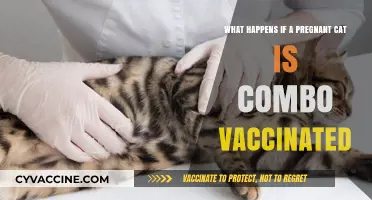 Pregnant Cat Combo Vaccination: Risks, Safety, and Expert Advice