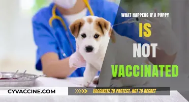 Skipping Puppy Vaccines: Risks, Dangers, and Long-Term Consequences Explained