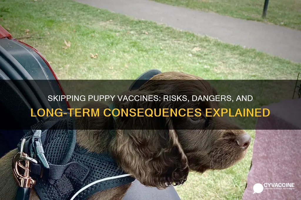 what happens if a puppy is not vaccinated