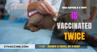 Double Puppy Vaccination: Potential Risks and What You Need to Know