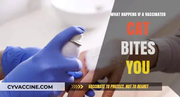 Vaccinated Cat Bites: Risks, Symptoms, and Immediate Steps to Take