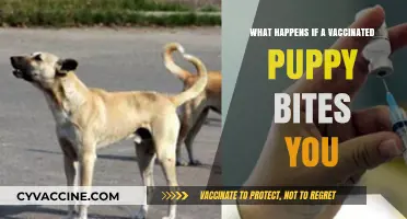 Vaccinated Puppy Bites: Risks, Precautions, and What to Do Next