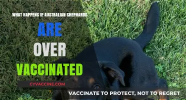 Over-Vaccination in Australian Shepherds: Potential Risks and Health Concerns