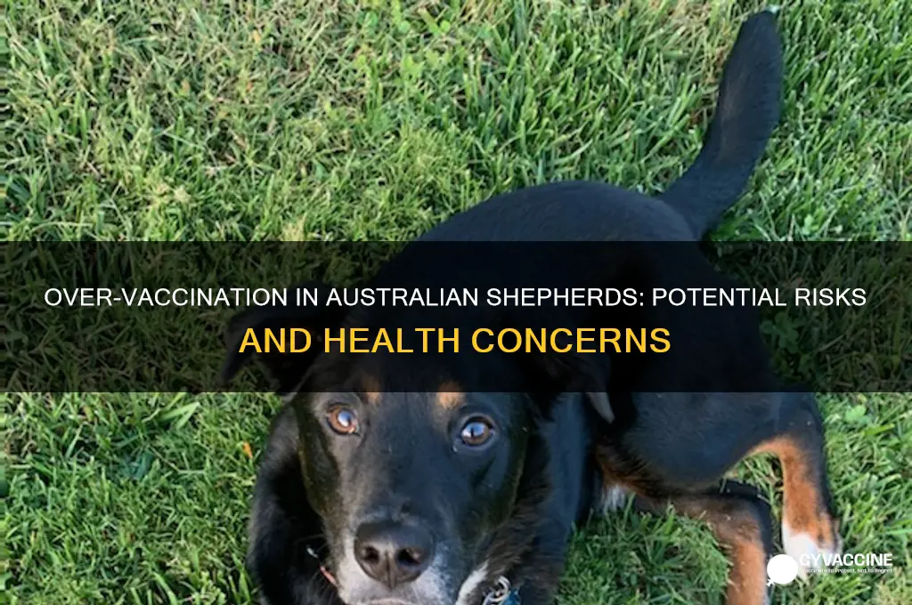 what happens if australian shephards are over vaccinated