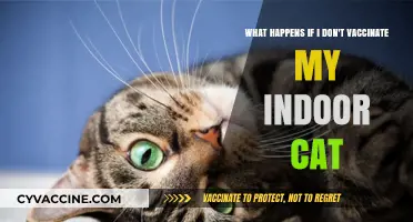 Skipping Vaccines for Indoor Cats: Risks and Consequences Explained