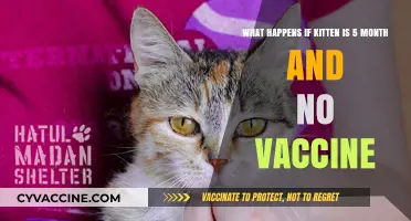 Unvaccinated 5-Month-Old Kitten: Risks, Dangers, and Urgent Next Steps