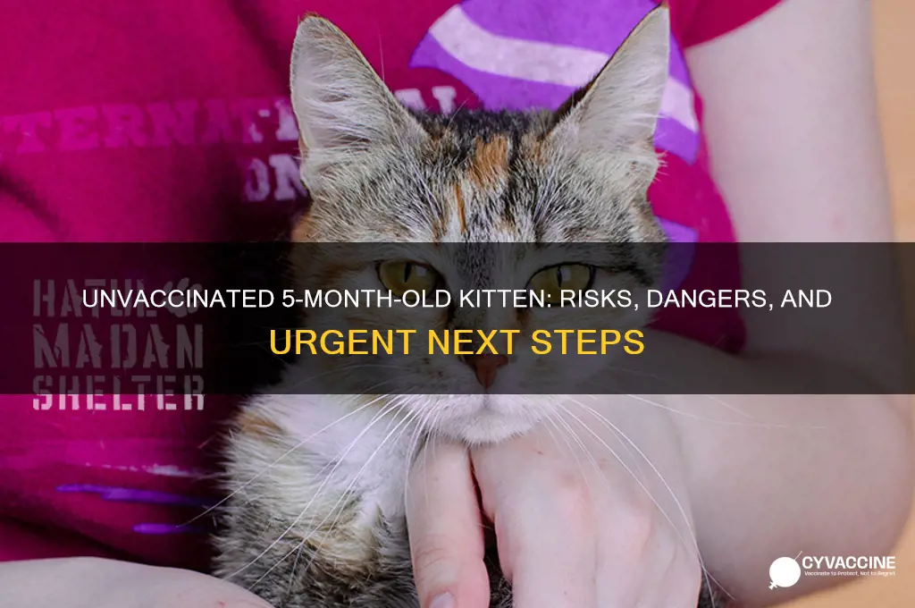 what happens if kitten is 5 month and no vaccine
