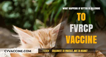 Kitten Allergic Reaction to FVRCP Vaccine: Symptoms and Solutions
