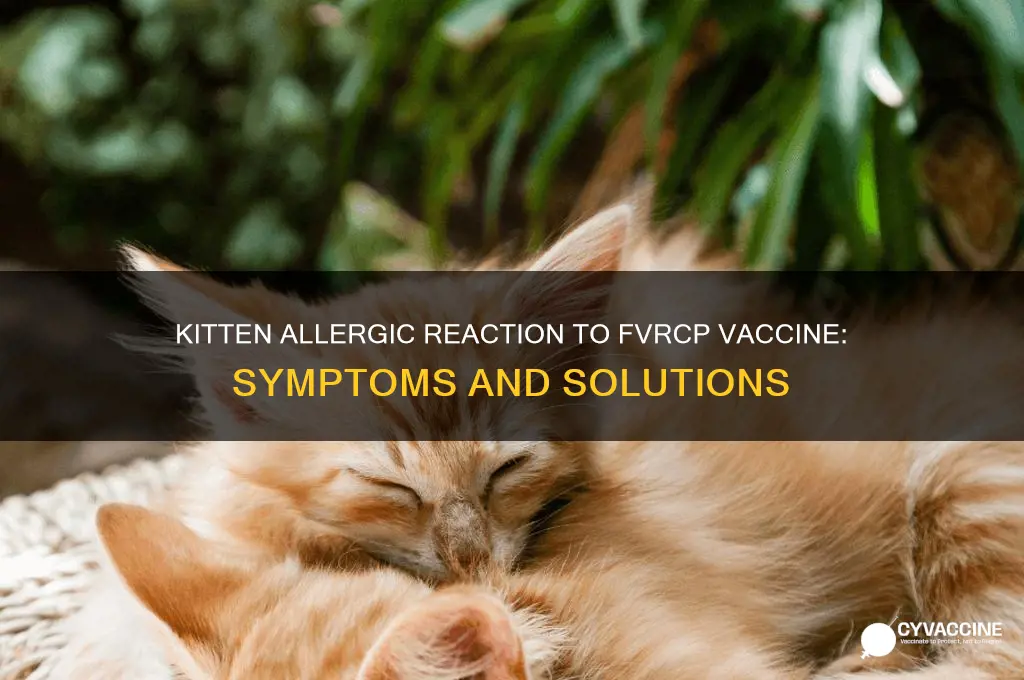 what happens if kitten is allergic to fvrcp vaccine