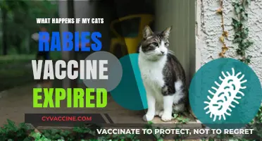 Expired Rabies Vaccine: Risks and Next Steps for Your Cat