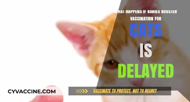 Delayed Rabies Booster in Cats: Risks and Consequences Explained
