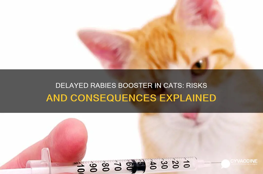 what happens if rabies booster vaccination for cats is delayed