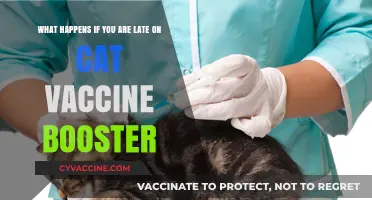 Late Cat Vaccine Booster: Risks, Consequences, and What to Do
