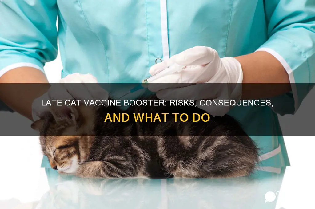 what happens if you are late on cat vaccine booster