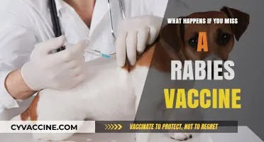 Missed Rabies Vaccine: Risks, Consequences, and Urgent Next Steps Explained