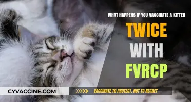 Double FVRCPC Vaccination in Kittens: Risks and What to Do