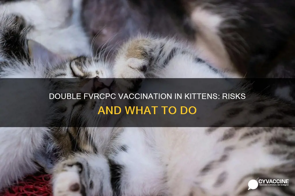 what happens if you vaccinate a kitten twice with fvrcp