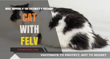 Vaccinating Pregnant Cats Against FeLV: Risks, Safety, and Considerations