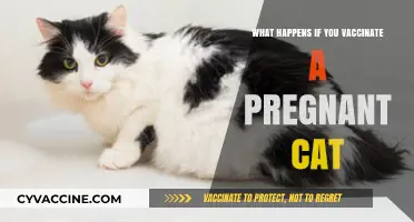 Pregnant Cat Vaccination: Risks, Safety, and Expert Recommendations Explained