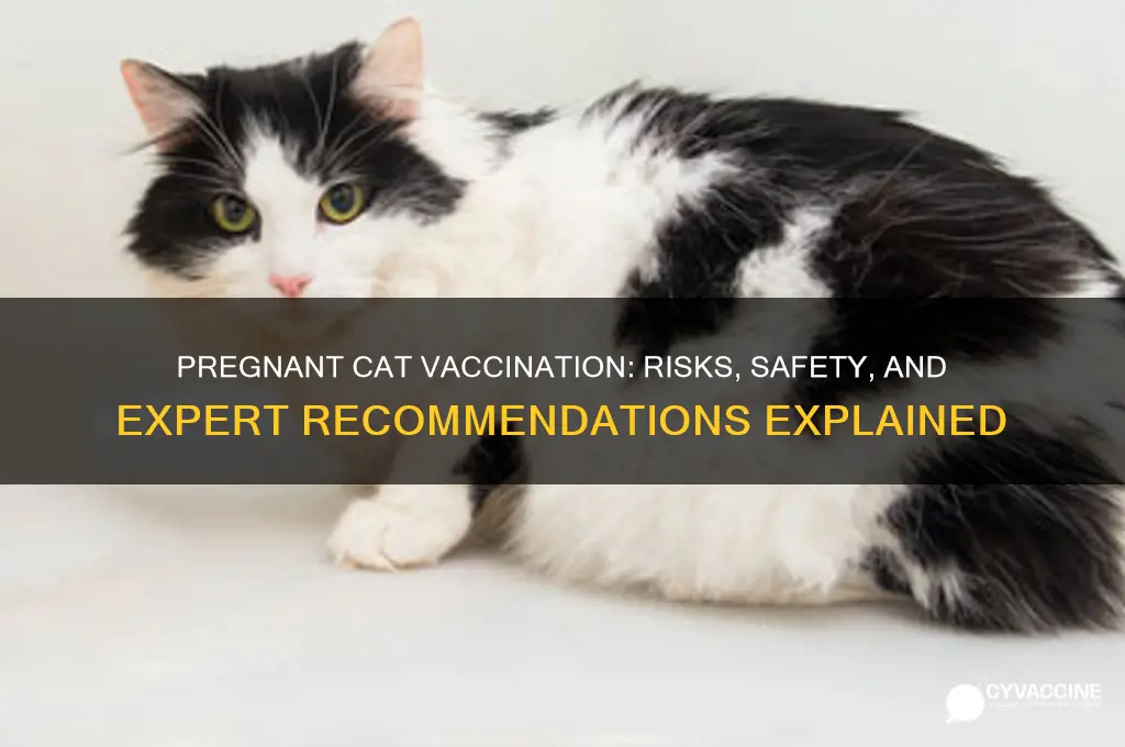 what happens if you vaccinate a pregnant cat