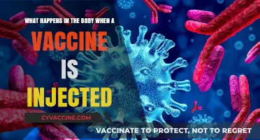 How Vaccines Trigger Immune Response: A Look Inside the Body