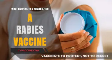 Rabies Vaccine Aftermath: Understanding Human Body Reactions Post-Vaccination