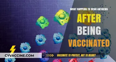 Vaccine Aftermath: The Fate of Dead Antigens Post-Immunization Explained