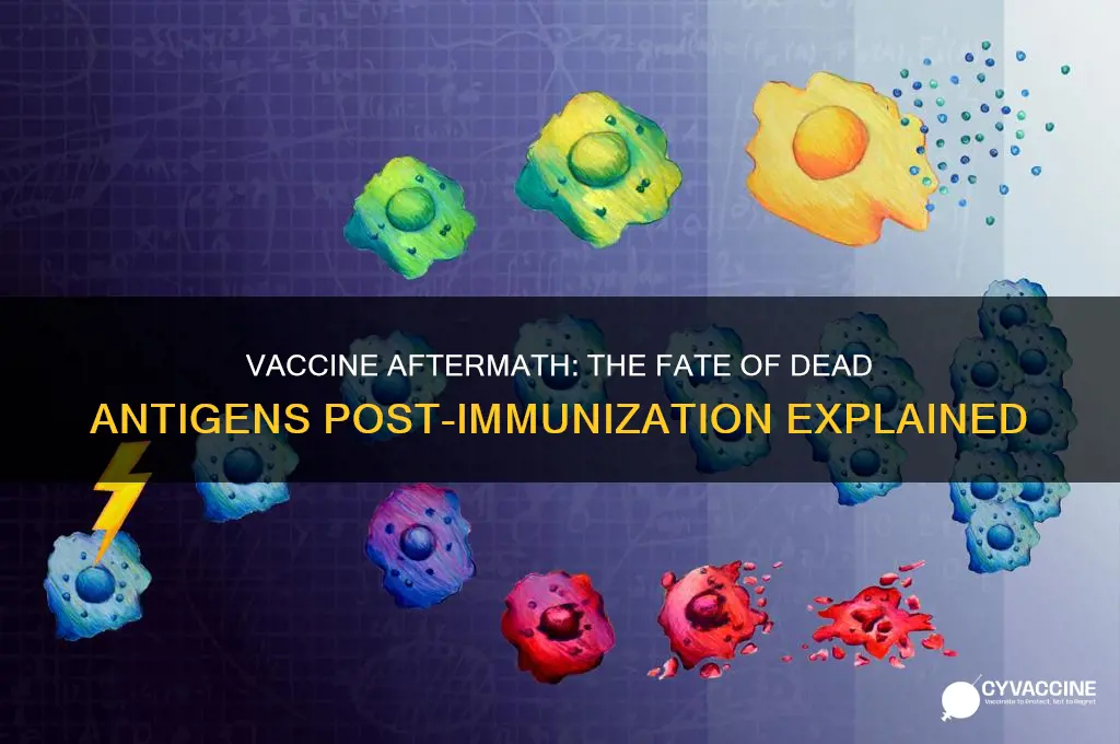 what happens to dead antigens after being vaccinated
