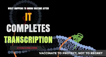 The Fate of mRNA Vaccines Post-Transcription: A Detailed Breakdown