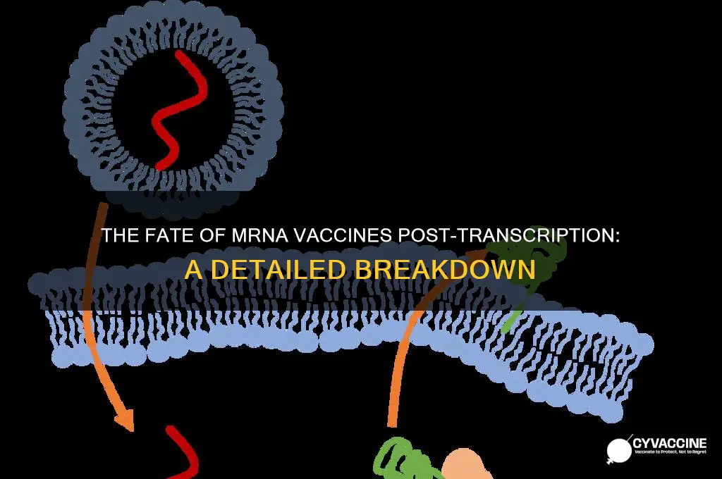 what happens to mrna vaccine after it completes transcription