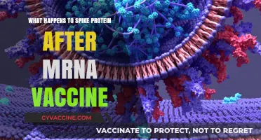 Decoding the Fate of Spike Proteins Post-mRNA Vaccination