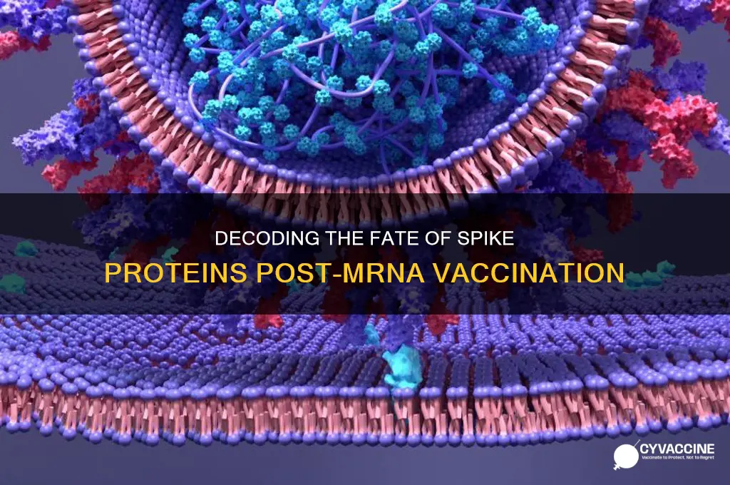 what happens to spike protein after mrna vaccine