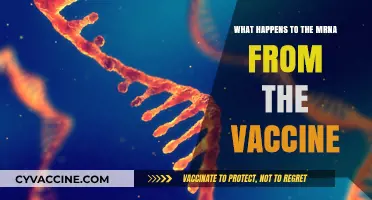 Understanding mRNA Vaccine Fate: Breakdown, Immune Response, and Elimination