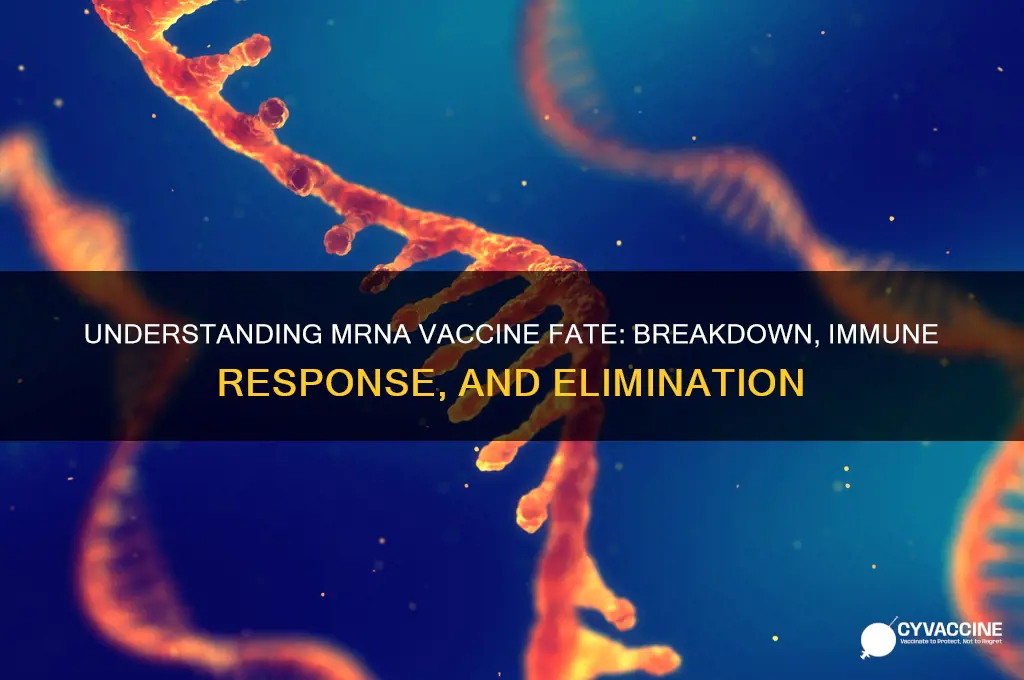 what happens to the mrna from the vaccine