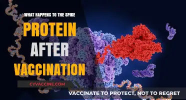 Post-Vaccination Spike Protein Fate: Understanding Its Role and Breakdown