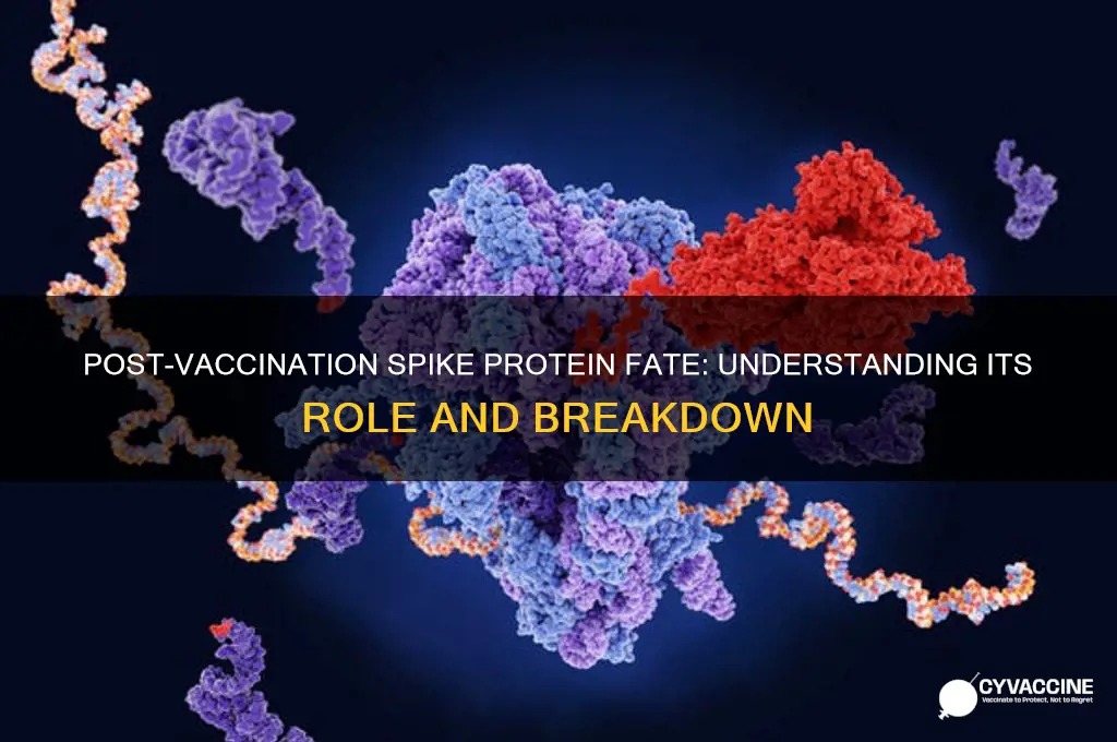 what happens to the spike protein after vaccination