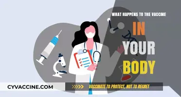 How Vaccines Work: A Journey Through Your Immune System