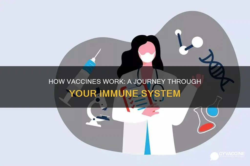 what happens to the vaccine in your body
