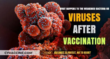 How Vaccines Train Your Immune System to Fight Weakened Pathogens
