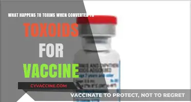 Toxins to Toxoids: How Vaccines Safely Neutralize Harmful Substances