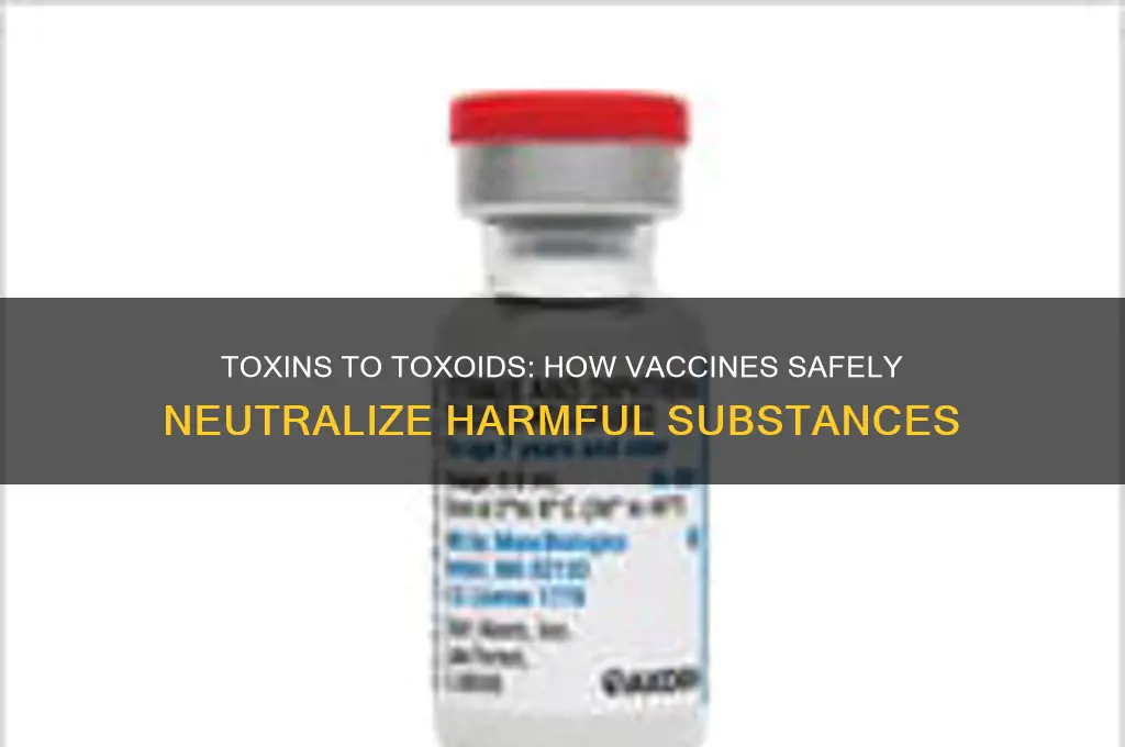 what happens to toxins when converted to toxoids for vaccine